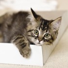 Futterumstellungspaket Katze  (1 Paket)
